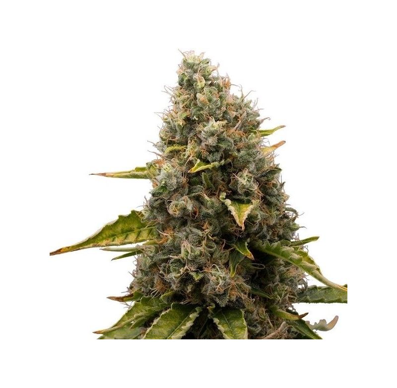 White Widow, Фасовка: 3