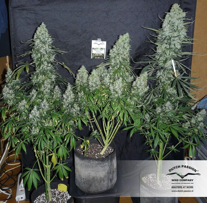 The Ultimate, Фасовка: 5, изображение 4