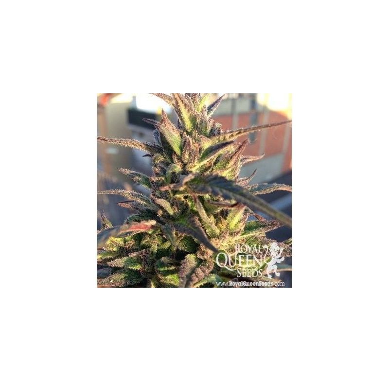 Royal Highness CBD, Фасовка: 1