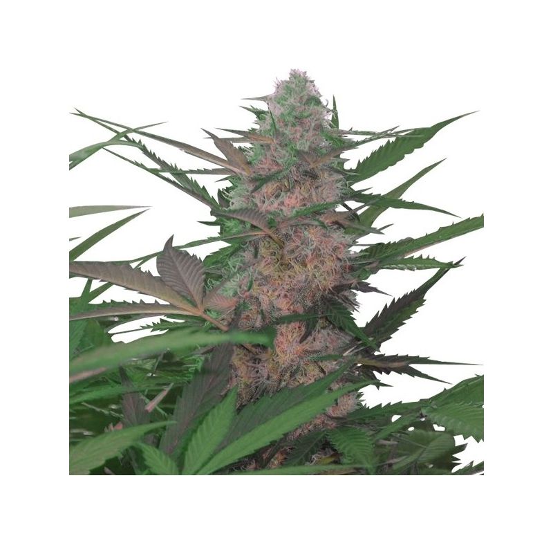 Royal AK Auto, Фасовка: 3