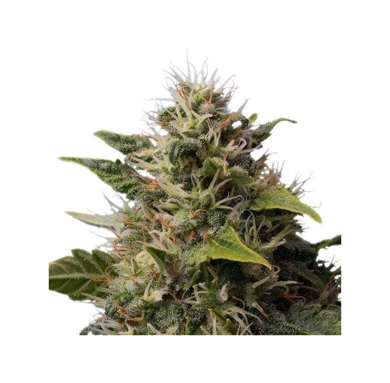 Royal Moby, Фасовка: 1