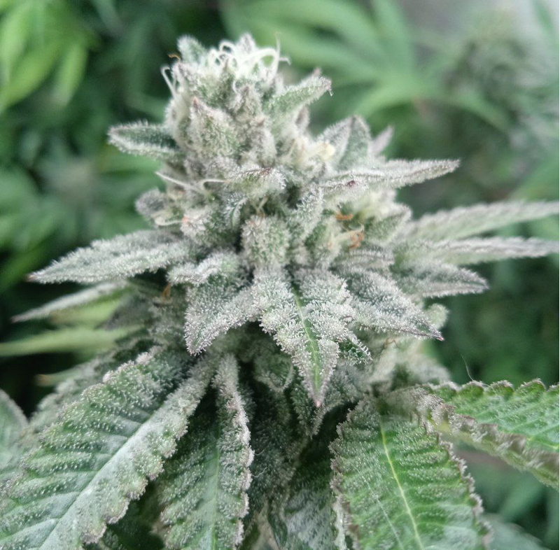 Mac-si-Dos, Фасовка: 10