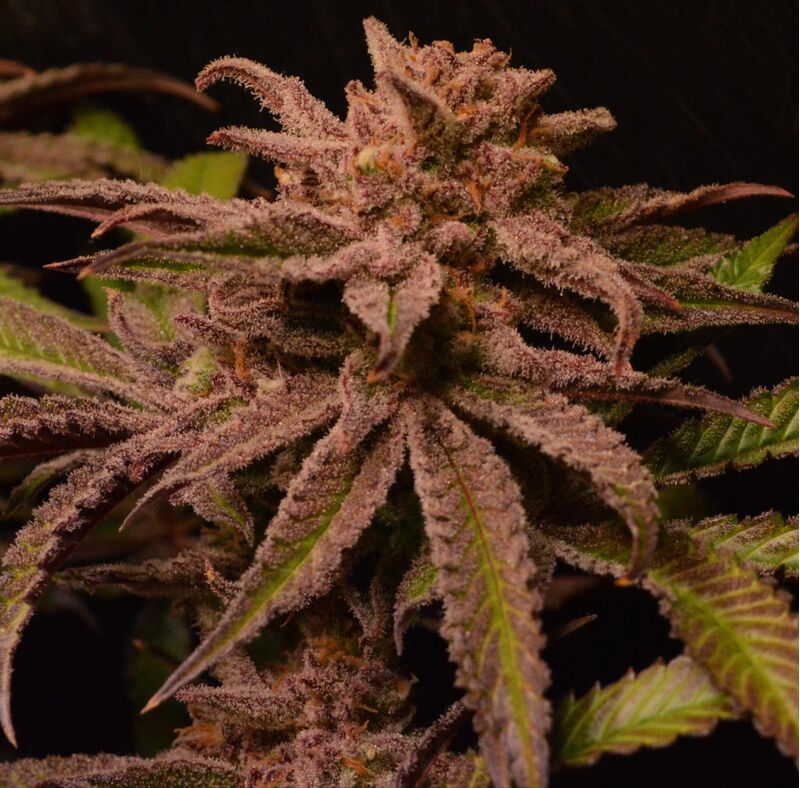 Blueberry Muffin, Фасовка: 3, изображение 5