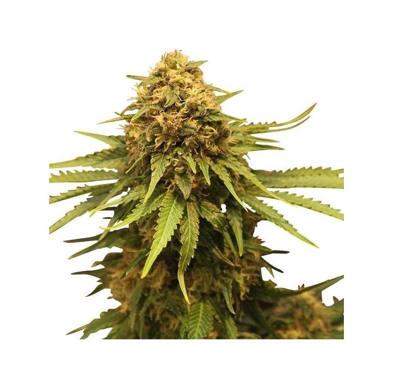 Critical, Фасовка: 1