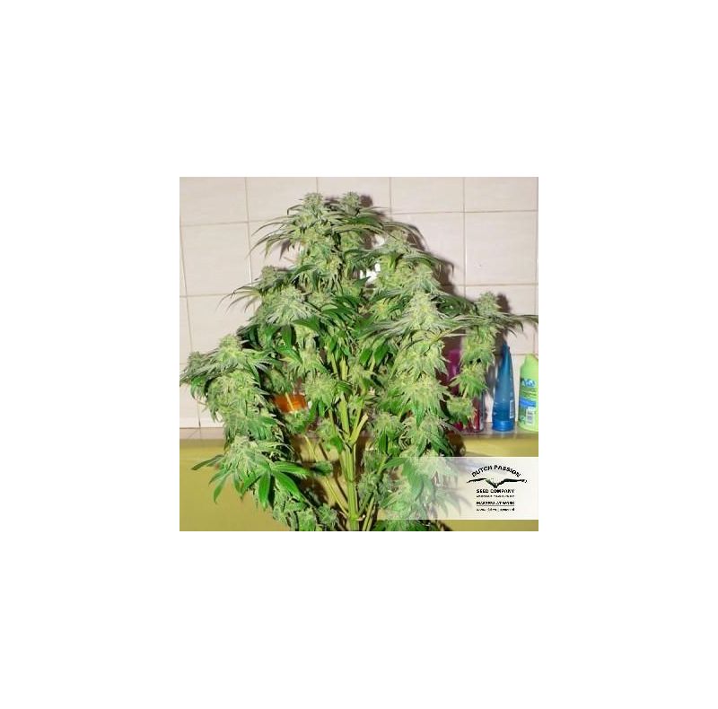 Skywalker Haze, Фасовка: 3, изображение 3