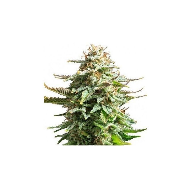 Pineapple Kush, Фасовка: 3