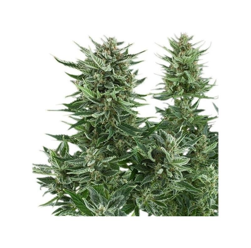 Easy Bud Auto, Фасовка: 3