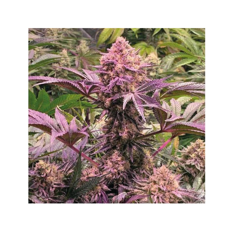 Auto Do-Si-Dos XL, Фасовка: 5, изображение 5