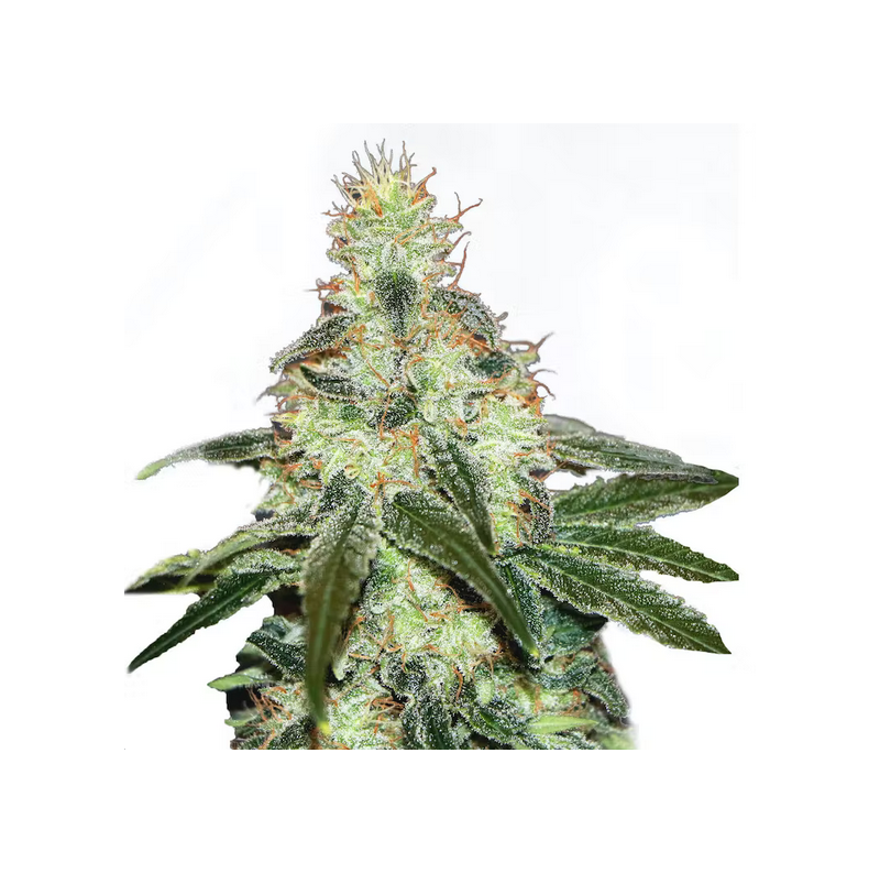 Mataro Blue CBD, Фасовка: 3