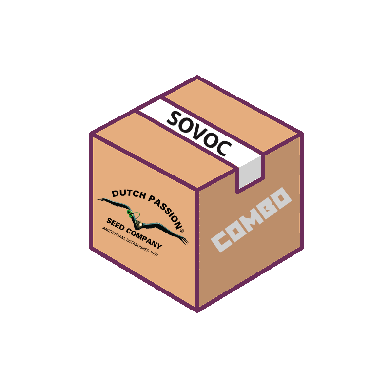 Цветные Dutch Passion, Фасовка: 3