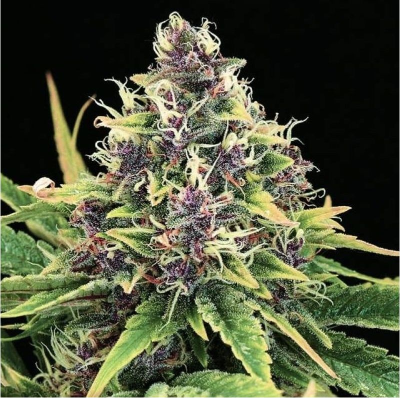 Hindu Kush, Фасовка: 3