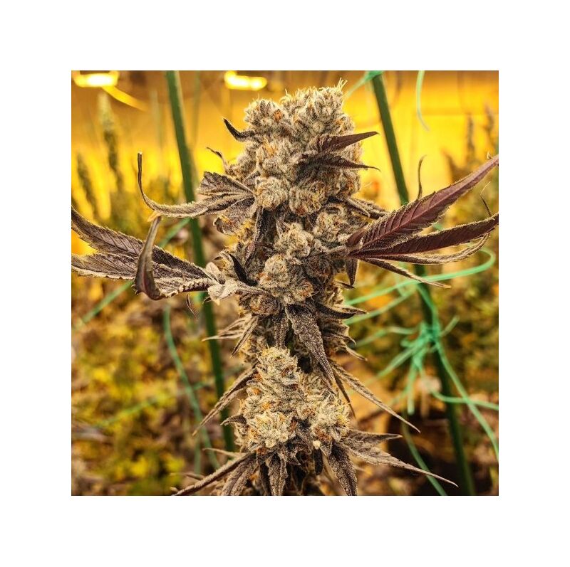 Dip N^Stax RBX1, Фасовка: 5