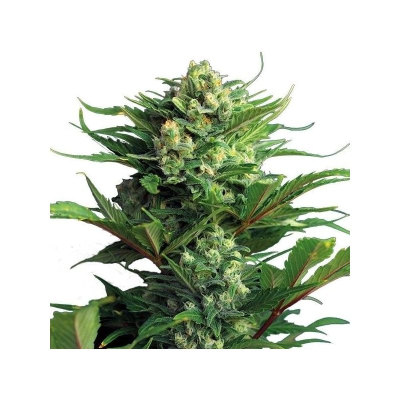 Diesel Auto, Фасовка: 3