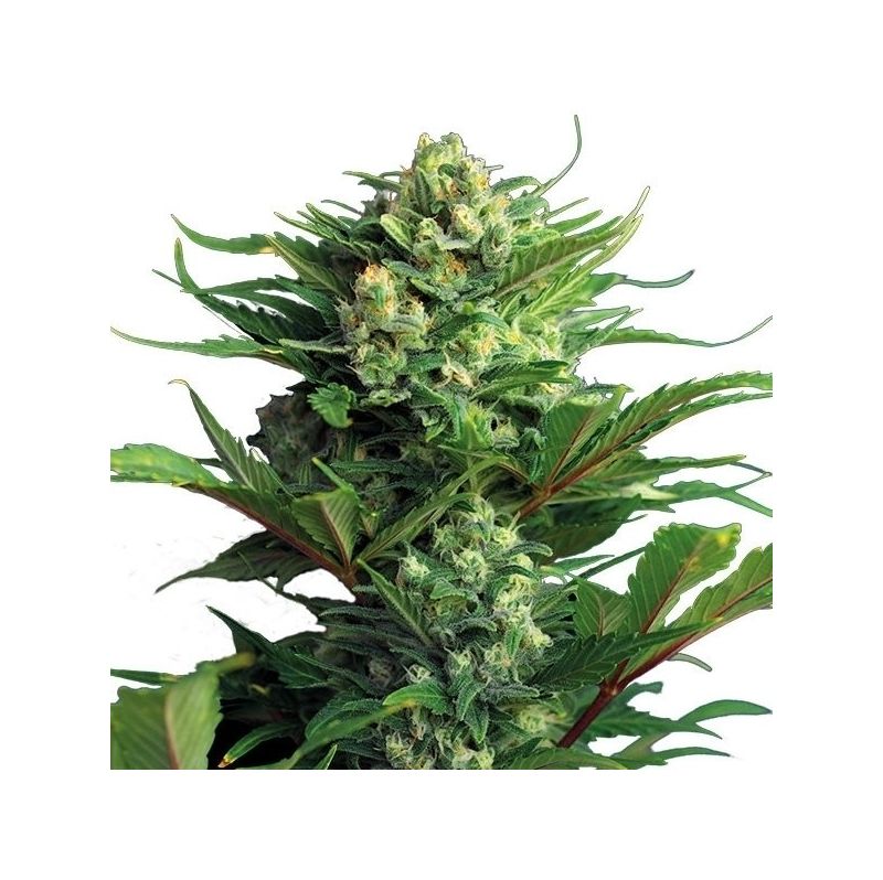 Quick One Auto, Фасовка: 3