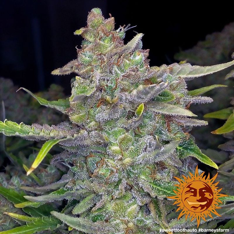 Sweet Tooth Auto, Фасовка: 5, изображение 7