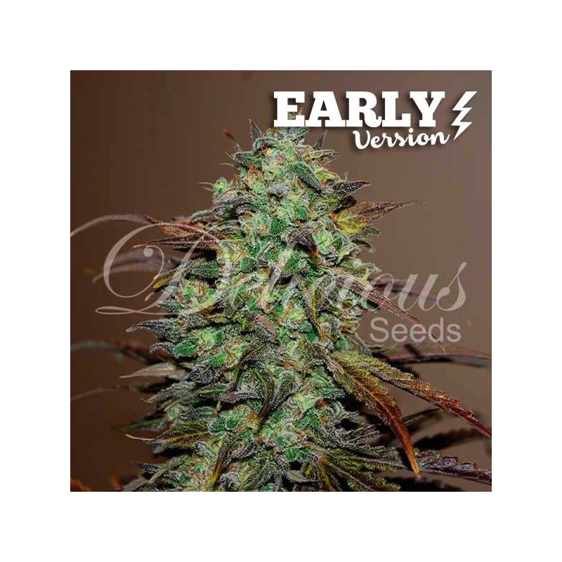 Eleven Roses Early Version, Фасовка: 3+2