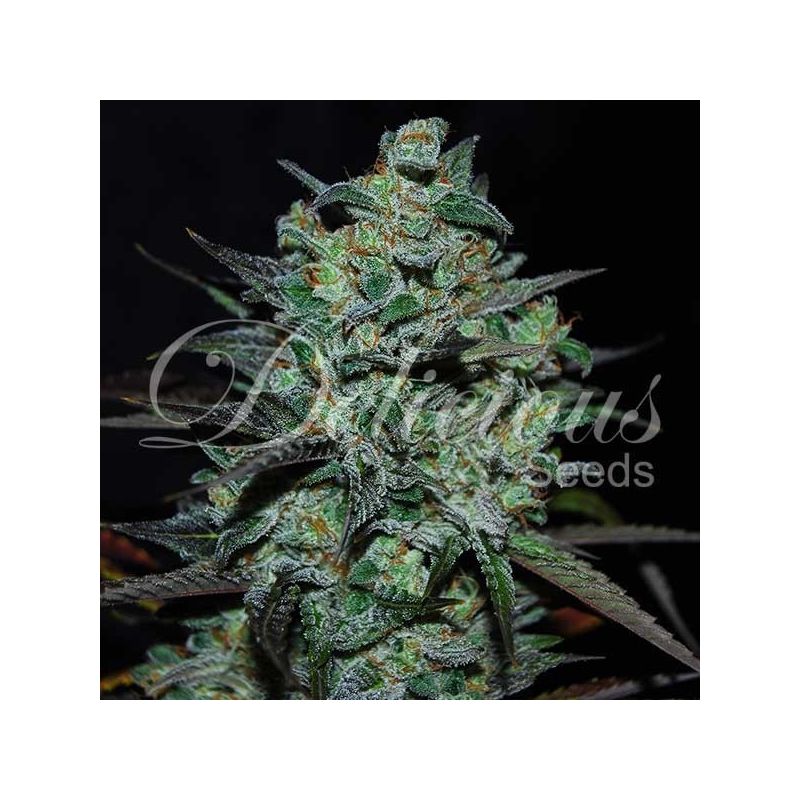 Northern Light Blue THC-FREE, Фасовка: 3