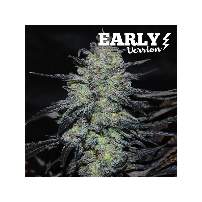 Golosa Early Version, Фасовка: 3