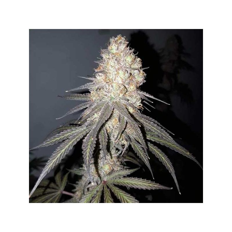 Delicious Cookies, Фасовка: 3