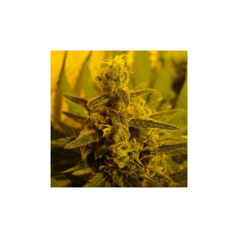 Pure Power Plant Reg, Фасовка: 10