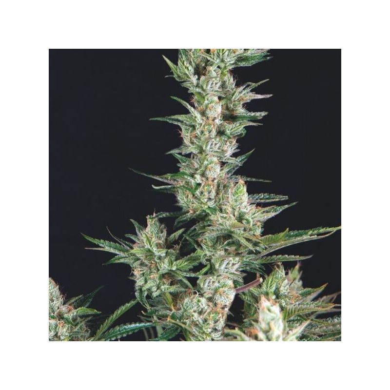 Og Confidencial, Фасовка: 5+1