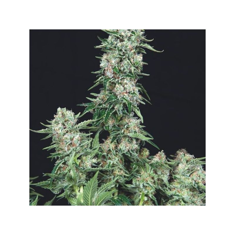 American Cookies, Фасовка: 5+1