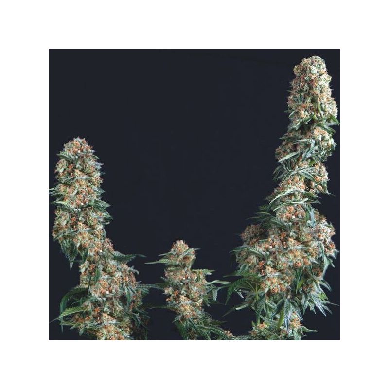 Gorilla, Фасовка: 5+1