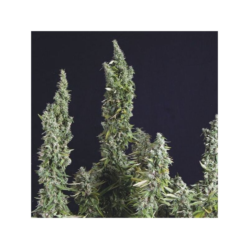 Nicole Og Kush, Фасовка: 5+1