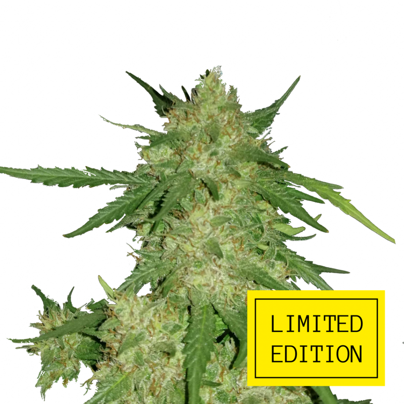 Auto OG Kush genetics Limited, Фасовка: 3