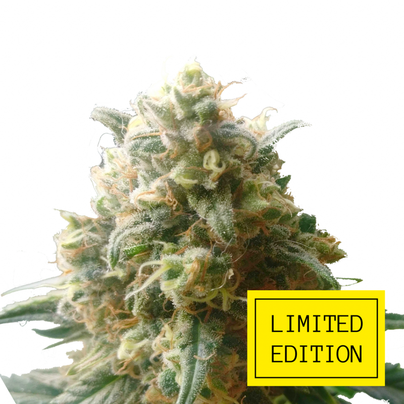 Critical genetics fem, Фасовка: 3