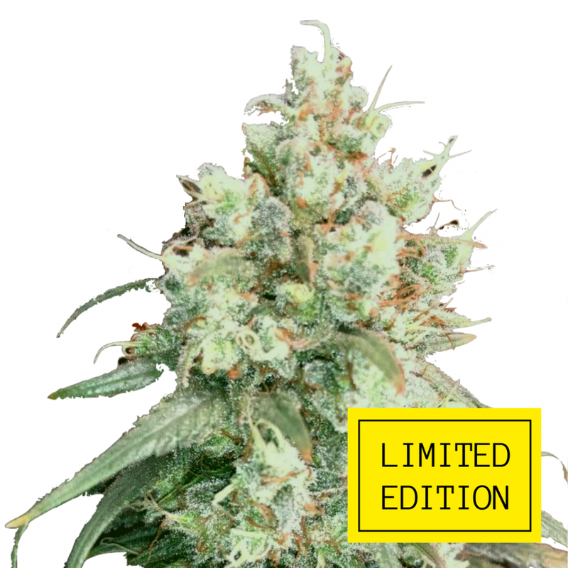 Super Haze genetics, Фасовка: 3