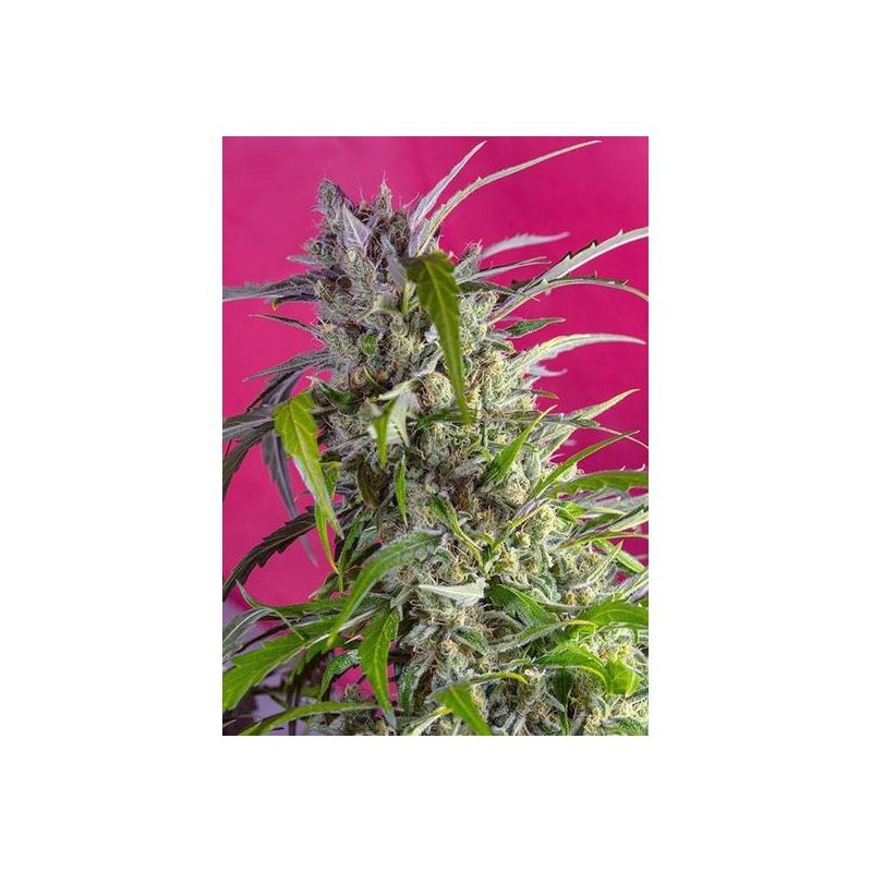 Ice Candy XL Auto, Фасовка: 3