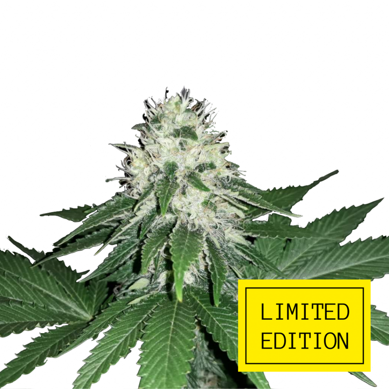 Auto Critical genetics, Фасовка: 3