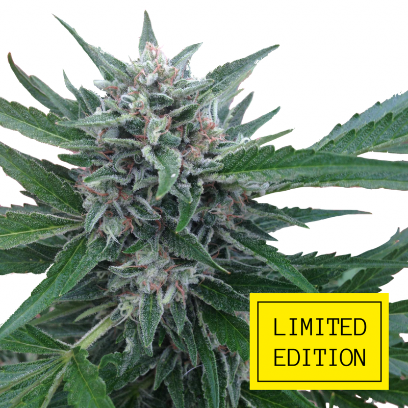 Auto Cheese Skunk genetics, Фасовка: 3