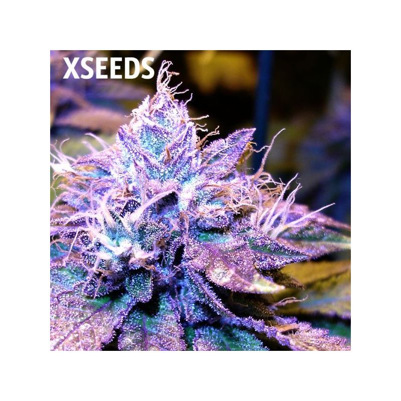 Purple Kush (X), Фасовка: 5, изображение 2