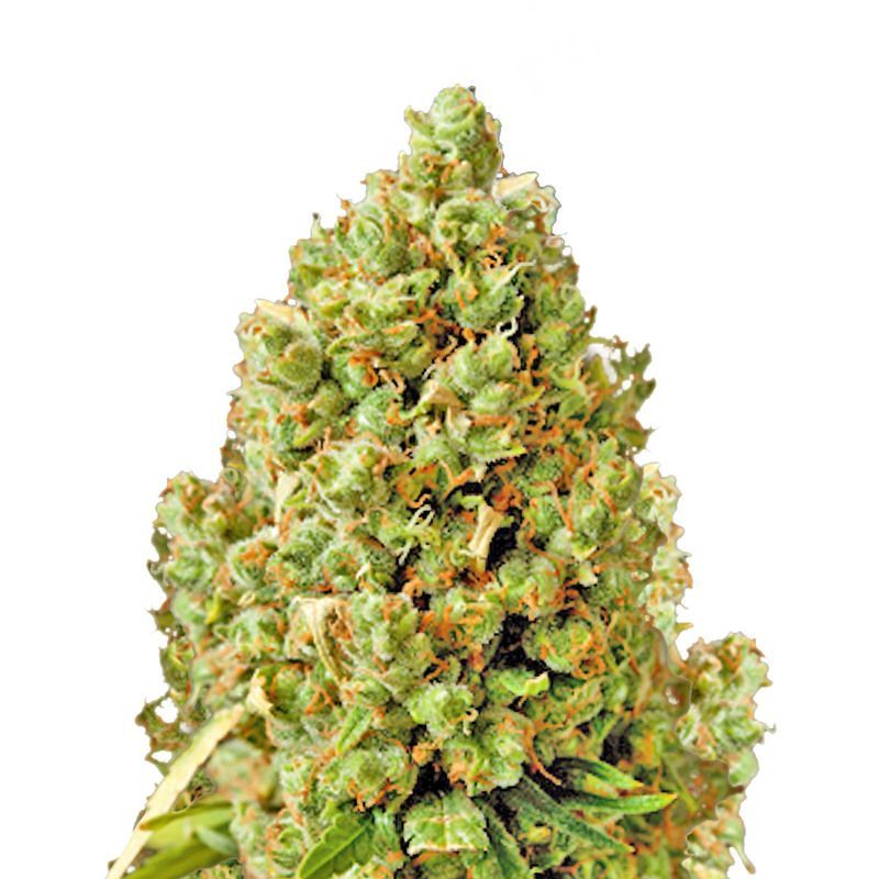 Critical Kush, Фасовка: 5