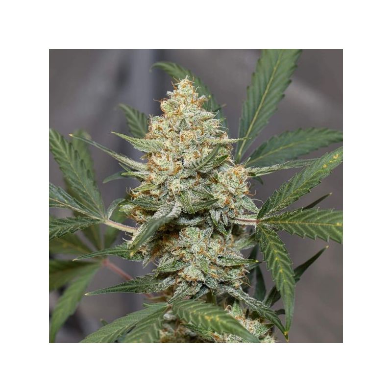 Auto Mary Poppins, Фасовка: 5, изображение 2