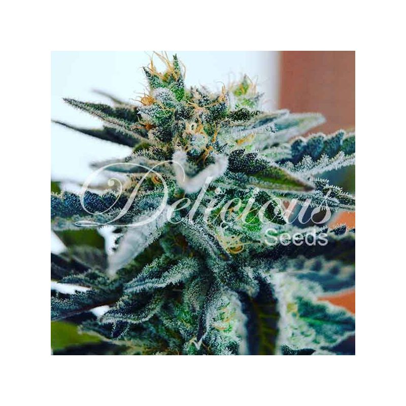 Sugar Black Rose, Фасовка: 5, изображение 2