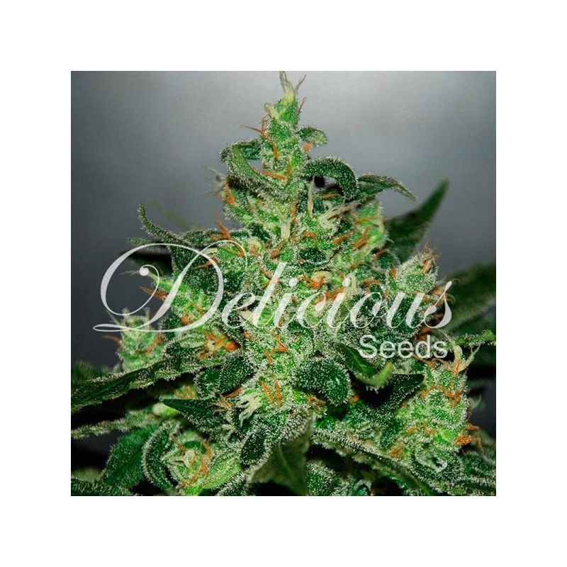 Critical Jack Herer Auto, Фасовка: 3, изображение 2