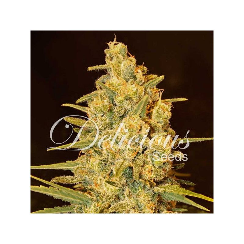 Critical Sensi Star, Фасовка: 3, изображение 2