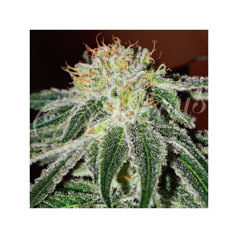 Black Russian, Фасовка: 3+2, изображение 2