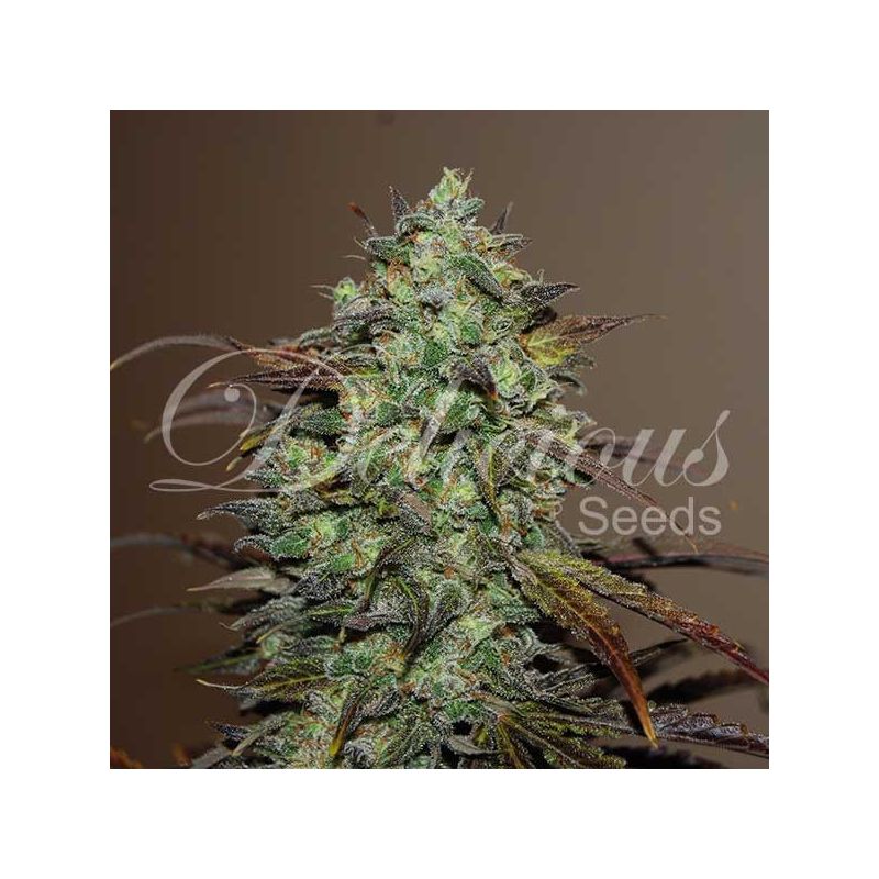 Eleven Roses, Фасовка: 5+3, изображение 3