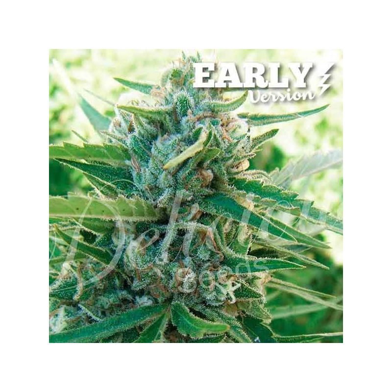 Sugar Black Rose Early Version, Фасовка: 3+2, изображение 2