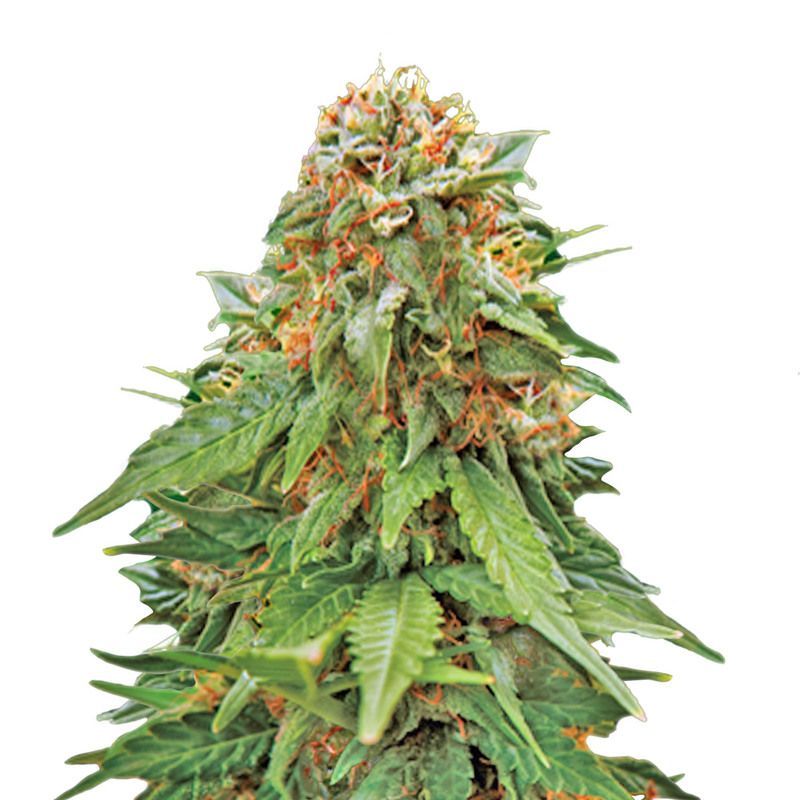 Tangerine Dream, Фасовка: 3