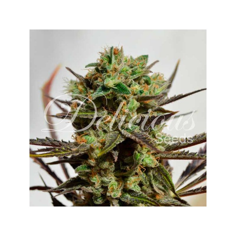 Delicious Candy, Фасовка: 3, изображение 3