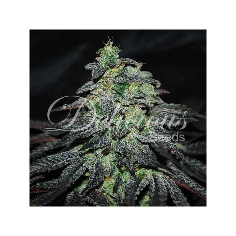 Golosa, Фасовка: 3+2, изображение 2