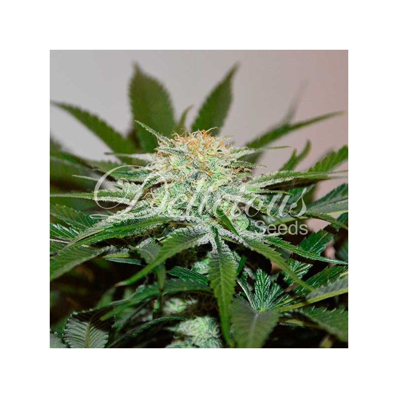 Descojack, Фасовка: 1