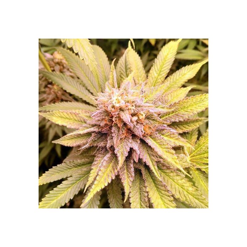 Sherbet Cuvee Cookies, Фасовка: 3, изображение 2