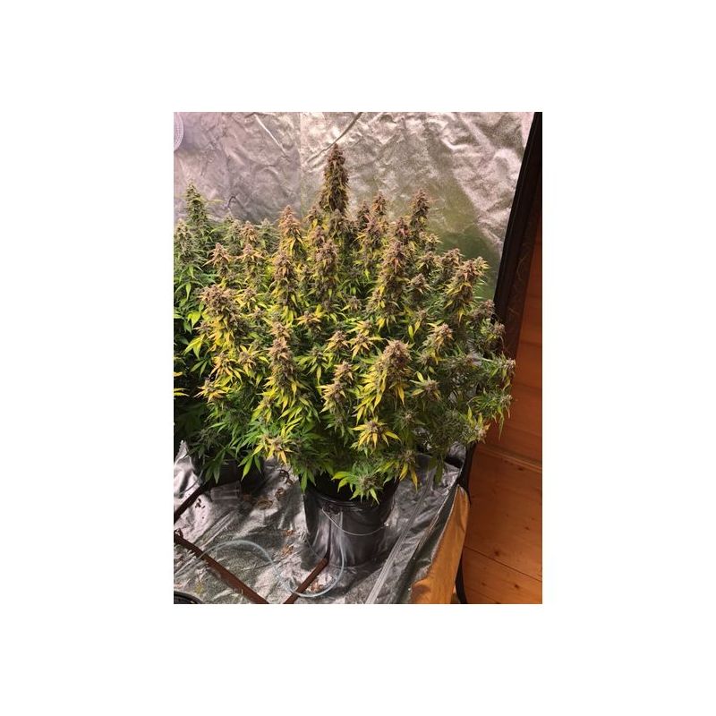 Zkittlez Auto, Фасовка: 1, изображение 5