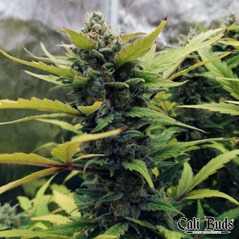 Girl Scout Cookies Auto, Фасовка: 3, изображение 3